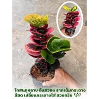 ราคา ต้นโกสนกุหลาบ โกสนโรส โกสน แบบช่อใหญ่ ต้นใหญ่ฟอร์มสวย จัดส่งทั้งกระถาง (28993276440)