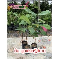 ราคา ต้น พุดเศรษฐี​สยาม พร้อมส่ง สำคัญกรุณาสั่งซื้อในเวลา12:00น.-00:00น. (6032594873)
