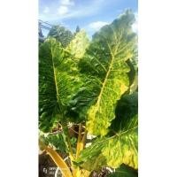 ราคา บอนกระดาดด่างทอง (Alocasia) (16890936927)