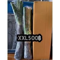 ราคา XXL500 บอนกระดาดยักษ์ บอนยักษ์ ต้นบอลกระดาษยักษ์ #อโลคาเซีย Alocasia #ต้นบอนกระดาด #บอนกระดาดยักษ์ #บอนยักษ์ #บอนกระดาด (11950572782)