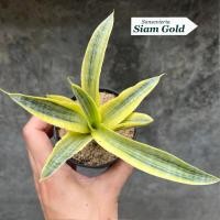 ราคา ต้นลิ้นมังกร Sansevieria Siam Gold v. (45057216500)