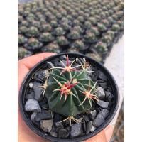 ราคา Fero#Cactus#townsendianus #เฟโรหนามแดง#แคคตัสราคาถูก# กระบองเพชร # พืชทนแล้ง # ต้นไม้ทะเลทราย (5473197375)