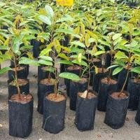 ราคา ต้นทุเรียนนกกระจิบ(เสียบยอด)ต้นสูงประมาณ40-50cm.(1ต้น) (5044047875)