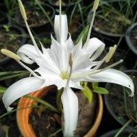 ราคา ว่านเศรษฐีน้ำเต้าทอง ว่านมหามงคล ว่านระฆังทอง Pancratium zeylanicum L 2 หัว (7769211515)