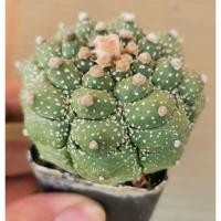 ราคา แอสโตร​ไ​ฟตั้​ม​ 23/5/68 castus กิ้กโ​ก๊ะ​ เต่า #แคสตัส castus​ astrophytum แอสโตร แอสโตร​ไ​ฟตั้​ม แอสโตรไฟตัม (5492263719)