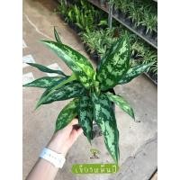 ราคา เขียวหมื่นปี ไม้ประดับ ไม้มงคล ดูดสารพิษ (6053129250)