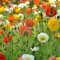 ราคา ไอซ์แลนด์ป็อปปี้ papaver iceland poppy 100 เมล็ด คละสี (10602978598)