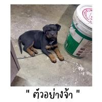 ราคา อุปกรณ์สัตว์เลี้ยงↂ☋โซ่ล่ามหมา โซ่หมา โซ่ล่ามสุนัข สำหรับสัตว์เลี้ยง โซ่จูงหมา หมาเล็ก-หมาโต (12641389239)