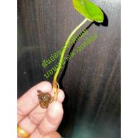 ราคา ต้นลูก-ไข่บอน-หน่อ-ตั้งแม่ บอนหูช้างด่างเหลือง Alocasia ส่งฟรี ทุกต้นมาจากต้นบอนหูช้าง แม่ลายด่างเหลืองแท้ (ลุ้นด่าง) (13913303866)