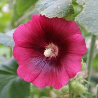 ราคา 30 เมล็ด ดอกฮอลลี่ฮ็อค Hollyhock Flower Seeds สายพันธุ์ Henry VIII (40173787027)