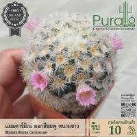 ราคา ต้นกระบองเพชร แคสตัส Mammilaria Carminae คามิเน่ #cactus #carmenae #Mammillaria #กระถาง #เมล็ดพันธุ์ (27303074091)