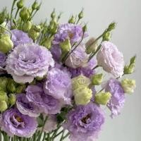 ราคา 20 เมล็ด ลิเซียนทัส กุหลาบไร้หนาม กุหลาบเวียดนาม อัสโตม่า Eustoma ดอกสีม่วง (40222555122)