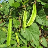 ราคา 20 เมล็ด ถั่วพูฝักใหญ่ ถั่วพู Winged bean (56859015987)