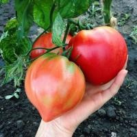 ราคา เมล็ดพันธุ์ มะเขือเทศ หัวใจใหญ่ ( Pink Oxheart Tomato Seed ) จำนวน 40 เมล็ด มะเขือเทศ (4954673607)