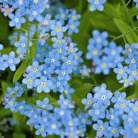 ราคา เมล็ดพันธุ์ ฟอร์เก็ตมีน็อท สีฟ้า (Forget Me Not Flower Seed) บรรจุ 10 เมล็ด (3356369755)