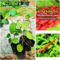 ราคา ย่านางเเดง สมุนไพรล้างพิษ เเก้เป็นยาอายุวัฒนะ สมุนไพรพื้นบ้าน ต้นกล้าเเข็งเเรงพร้อมปลูก สินค้าเสียหายยินดีเคลมฟรี (18494176260)