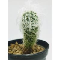 ราคา แมมแม่เฒ่า แมมพ่อเฒ่า โอล์ดแมน Oldman 1 ต้น ขนาดสูงประมาณ 5 เซนติเมตร (Mammillaria) แมมมิลลาเรีย (6246691203)