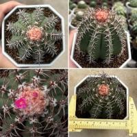 ราคา Melocactus Matanzanas: เมโลแคระ แคคตัส กระบองเพชร (44906267434)