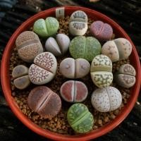 ราคา Lithops ไลทอป ลิทอป หินมีชีวิต ไลทอปคละสายพันธุ์ ไลทอปส่งทั้งกระถาง (1) (8196894509)
