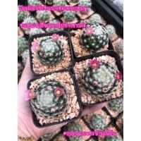 ราคา แมมมิลาเรียขนนกทองดอกชมพูไม้เพาะเมล็ด(หนามขาว) (18677312117)