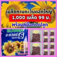 ราคา 1,000 เมล็ด เมล็ดดอกทานตะวันดอกใหญ่ เมล็ดดอกทานตะวันเมล็ดพันธุ์ เมล็ดทานตะวันชมดอก เมล็ดดอกทานตะวันต้นไม้และเมล็ดพันธุ์ (4231678458)