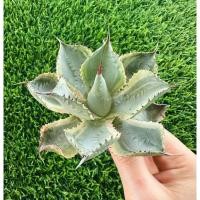 ราคา พร้อมส่งแคคตัสอากาเว่‘เทรดวาย’ไม้เมล็ดต้นใหญ่ Agave tradewinds (56606689170)