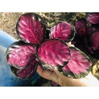 ราคา ต้นคล้าคริมสัน Calathea Crimson ♥️ (5848206548)