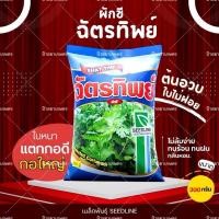ราคา ผักชีฉัตรทิพย์ ลัง 50 ซอง กอใหญ่ น้ำหนักดี ใบหนา ออกดอกช้า ผักชี ฉัตรทิพย์ เมล็ดผักชี พันธุ์ผักชี (48003139676)