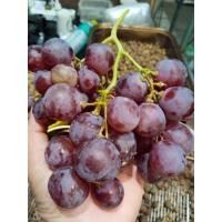 ราคา องุ่นแดงนอก ขายเมล็ดพันธุ์1 ชุด 50 บาทบรรจุ 200 เมล็ด (25351942035)