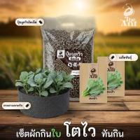 ราคา ชุดปลูกคะน้า เซตผักกินใบ3 พร้อมเมล็ดพันธุ์ออร์แกนิค เมล็ดพันธุ์หายาก ปุ๋ยมูลวัวอัดเม็ด กระถางปลูกผัก (43579048451)