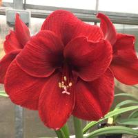 ราคา 1 หัวว่าน ว่านสี่ทิศ ฮอลแลนด์ Amaryllis Royal Velvet 18-22 ซม (9578543818)