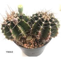 ราคา แคคตัส ยิมโนคาไลเซียม (Gymnocalycium) เชื้อด่าง (21301326784)