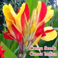 ราคา （เมล็ด）ปลูกง่าย ปลูกได้ทั่วไทย ของแท้ 100% 10 เมล็ด พุทธรักษาแคระ Mixcolor Canna Seeds บอนสี เมล็ดพันธ/งอก ดอก (22632630609)