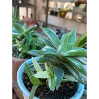 ราคา ฮาโวเทียด่างสวยๆ Haworthia (16257592526)
