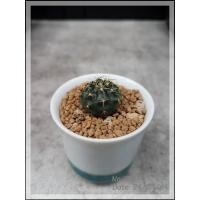 ราคา ต้นกระบองเพชร ยิมโนแดมซิไอ,ลูกชุบ ในกระถางเซรามิค-40 บาท (9451133963)