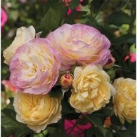 ราคา 20 เมล็ด กุหลาบ สายพันธุ์ อังกฤษ เลื้อย สีโอรส-เหลือง Climbing Rose Seeds (8215896680)