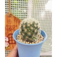 ราคา แมมคามิเน่ Mammillaria Carmenae (2556847875)