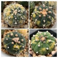 ราคา แอสโตรไฟตัมด่าง (Astrophytum) แคคตัส กระบองเพชร (46809605691)