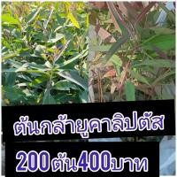 ราคา ต้นกล้ายูคาลิปตัส 12-15 ซม 200 ต้น 400 บาท (50709498699)