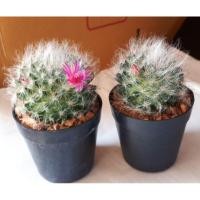 ราคา ต้นกระบองเพชร,แคคตัส Mammillaria bocasana Cactus แมมขนแมว (2577245928)
