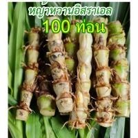 ราคา ท่อนพันธุ์ หญ้าหวานอิสราเอล 100ท่อน (16195530393)