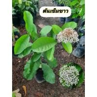 ราคา ต้นเข็มขาว เข็มขาว สมิงคำราม (55507303465)