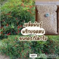 ราคา เมล็ดพันธุ์พริกยอดสนขนาด1กิโลกรัมเมล๋ดพันพื้นบ้านสามารถทำพันธุ์ต่อได้ค่ะ (47357411581)