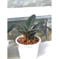 ราคา ยางอินเดียดำ ไม้ฟอกอากาศ (8945813472)