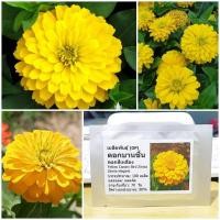 ราคา เมล็ดพันธุ์ ดอกบานชื่นสีเหลือง (Yellow Canary Bird Zinnia Seed) บรรจุ 100 เมล็ด คุณภาพดี ของแท้ 100% (2417912810)