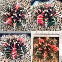 ราคา กระบองเพชร ยิมโนด่าง ไม้เพาะเมล็ด แคคตัส cactus (12702060748)