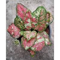 ราคา Aglaonema tri color อโกลนีมา อัญมณีสามสี (15496197040)