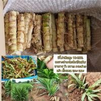 ราคา หญ้าหวาน100ท่อน ท่อนพันธุ์หญ้าหวานอิสราเอล หญ้าหวานอิสราเอลพร้อมปลูก (23972493806)