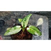 ราคา กวักพระพรหมด่างขาว (Schismatoglottis sp) (18653054297)