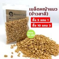 ราคา เมล็ดต้นอ่อนข้าวสาลี (หญ้าแมว) แบ่งขาย ซื้อ 5 แถม 1 หรือ ซื้อ 10 แถม 3 (5158038184)